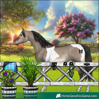 Horse Color:Brown Dun Tobiano Rabicano 