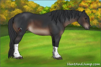 Horse Color:Brown Tobiano Rabicano 
