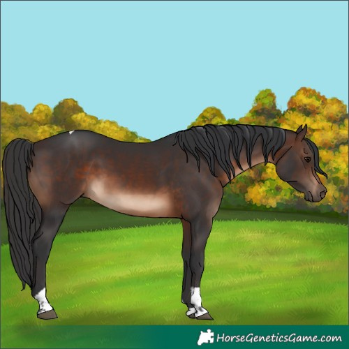 Horse Color:Brown Tobiano Rabicano 
