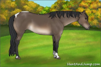 Horse Color:Brown Dun Tobiano Rabicano