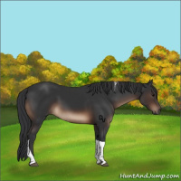 Horse Color:Brown Tobiano Rabicano 