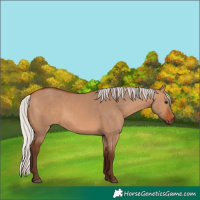 Horse Color:Silver Bay Dun 