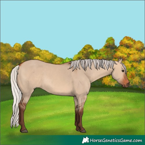 Horse Color:Silver Bay Dun 