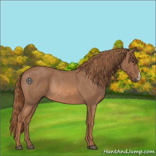 Horse Color:Red Roan Rabicano 