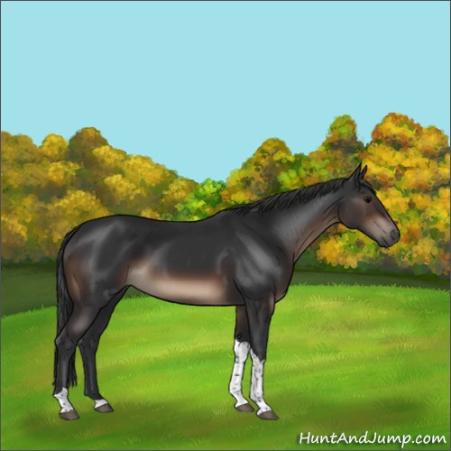 Horse Color:Brown Tobiano Rabicano