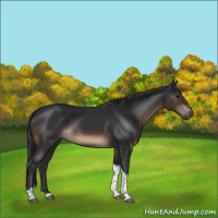 Horse Color:Brown Tobiano Rabicano 
