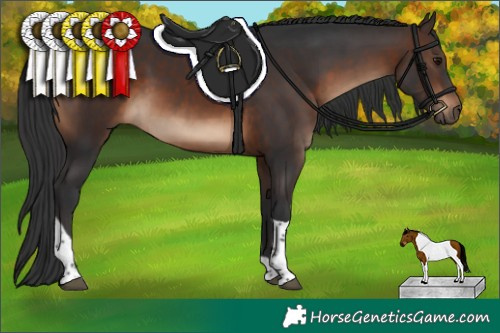 Horse Color:Brown Tobiano Rabicano 