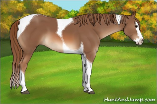 Horse Color:Chestnut Splash Tobiano 