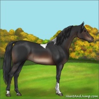 Horse Color:Brown Tobiano Rabicano 