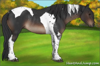 Horse Color:Brown Tobiano Rabicano