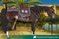 Horse Color:Brown Tobiano Rabicano 