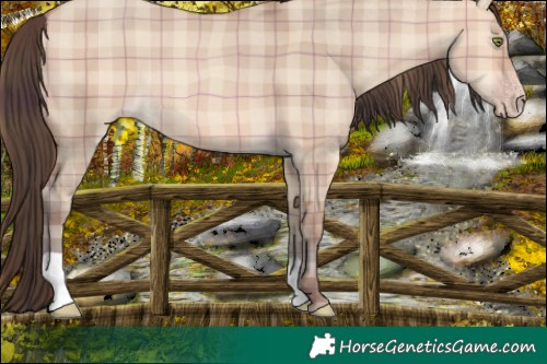 Horse Color:Plaid  Amber Champagne Dun 