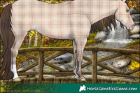 Horse Color:Plaid Amber Champagne Dun