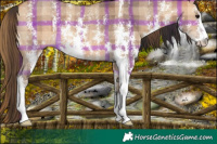 Horse Color:Plaid  Bay Dun Sabino 