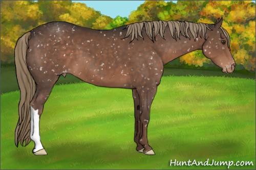 Horse Color:Liver Chestnut Appaloosa 