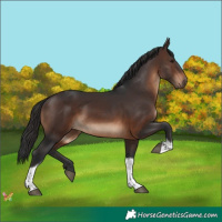 Horse Color:Brown Tobiano Rabicano