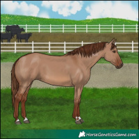Horse Color:Red Dun 