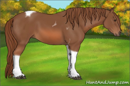 Horse Color:Chestnut Tobiano 