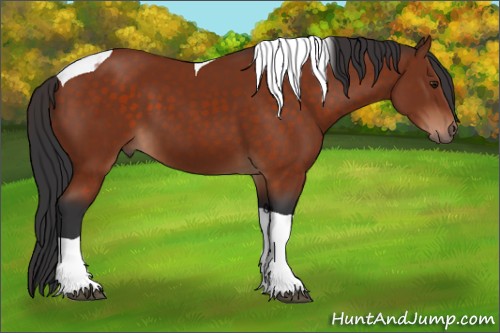 Horse Color:Brown Tobiano 
