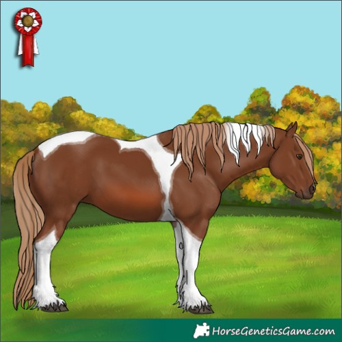 Horse Color:Chestnut Tobiano 