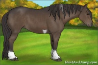 Horse Color:Smoky Black Tobiano 