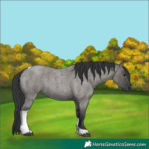 Horse Color:Grullo Roan Tobiano 