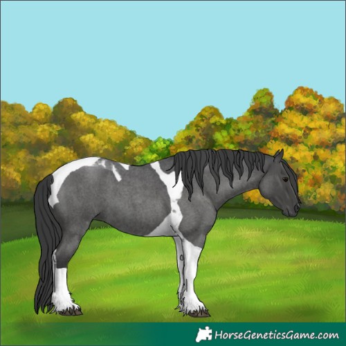 Horse Color:Grullo Roan Tobiano