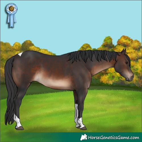 Horse Color:Brown Tobiano Rabicano