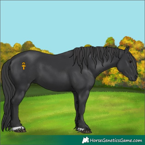 Horse Color:Black 