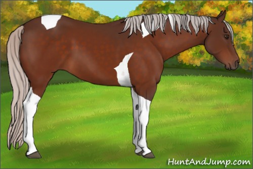 Horse Color:Silver Brown Tobiano