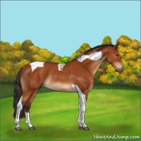 Horse Color:Buckskin Tobiano Rabicano 