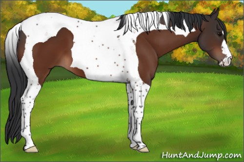 Horse Color:Bay Tobiano 