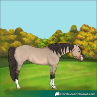 Horse Color:Bay Dun 