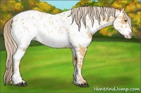 Horse Color:White Spotted Palomino Dun Near Leopard 