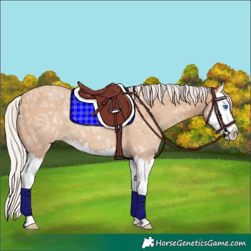Horse Color:Silver Classic Champagne Ice Splash 