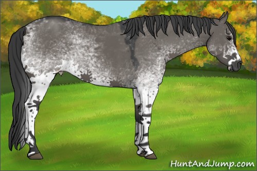 Horse Color:White Spotted Grullo Sabino Rabicano 