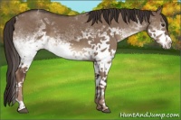 Horse Color:White Spotted Liver Red Dun