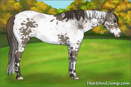 Horse Color:White Spotted Smoky Grullo Tobiano 