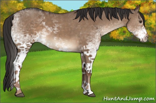 Horse Color:White Spotted Liver Red Dun