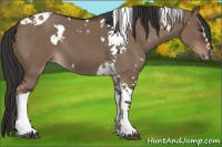 Horse Color:White Spotted Liver Red Dun Splash Tobiano 