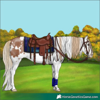 Horse Color:White Spotted Chestnut Splash Rabicano 