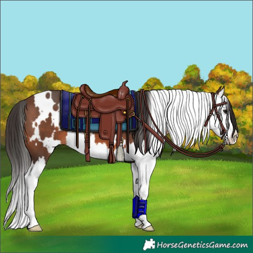 Horse Color:White Spotted Brown Splash 