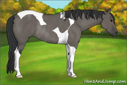 Horse Color:Grullo Tobiano Rabicano 