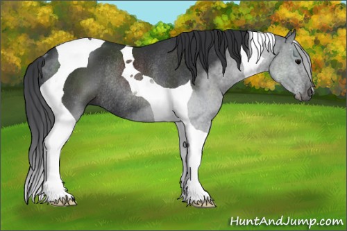 Horse Color:Black Tobiano Rabicano 