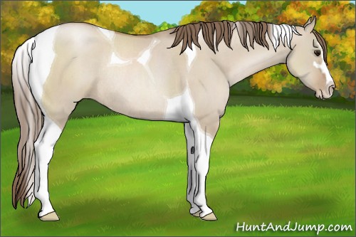 Horse Color:Grullo Pearl Sabino Tobiano Rabicano 
