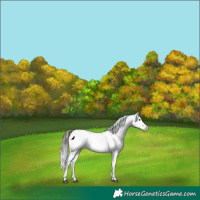 Horse Color:Brown Dun Appaloosa 