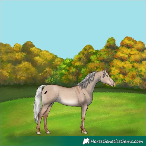 Horse Color:Silver Sable Champagne Dun 