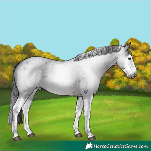 Horse Color:Gray Brown Roan Splash Rabicano 