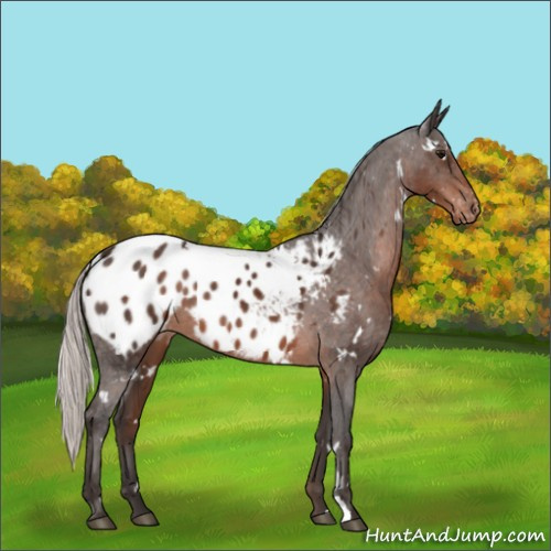 Horse Color:White Spotted Silver Brown Mushroom Appaloosa