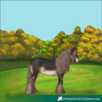 Horse Color:Liver Chestnut Rabicano 